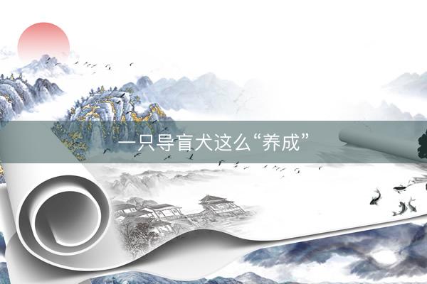 一只导盲犬这么“养成”